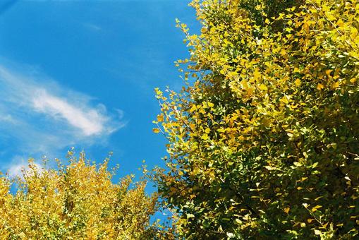 イチョウと空 イチョウ,空,木の写真素材