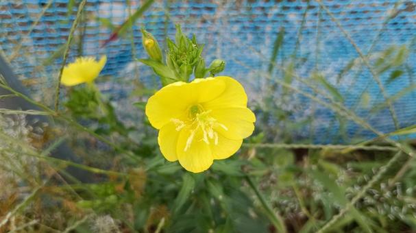 月見草 月見草 月見草,秋,黄色の写真素材