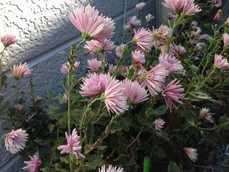 ピンクの花 ピンクの花の写真