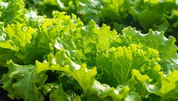 野菜・レタスの葉っぱのアップ 野菜・レタスの葉っぱのアップの写真