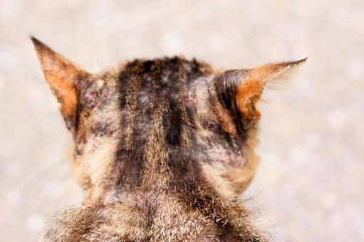 猫 猫の写真