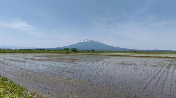 田んぼと岩木山 田んぼと岩木山 田んぼ,青空,岩木山の写真素材