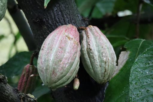 木の幹から実のなるカカオのアップ 木,幹,実の写真素材