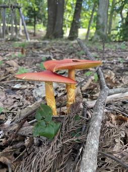 寄り添うタマゴタケ きのこ,タマゴタケ,自然の写真素材