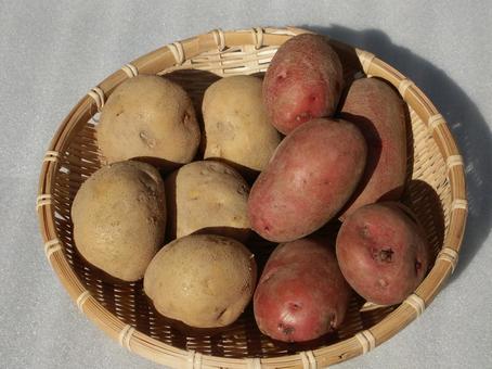 じゃがいも きたかり レッドムーン じゃがいも きたかり レッドムーン じゃがいも,きたかり,レッドムーンの写真素材