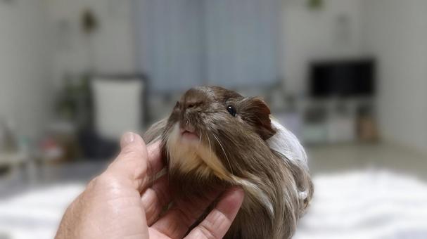 同居モルモットの首の下をなでなで 同居モルモットの首の下をなでなで モルモット,手,動物の写真素材