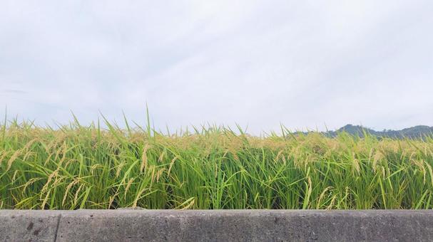 稲 稲 稲,秋,稲穂の写真素材