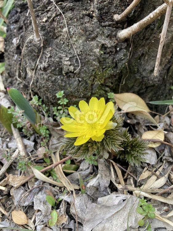 梅の木と福寿草 福寿草,黄色,フクジュソウの写真素材