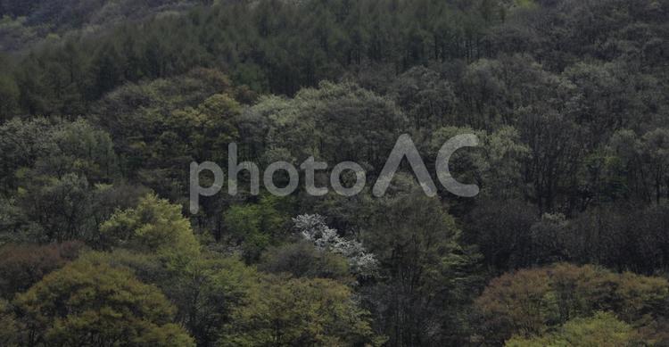 長野の森林 長野,長野市,森林の写真素材