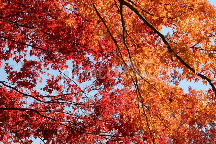 きみまち阪公園　秋の風景１６ 秋,紅葉,きみまち阪公園の写真素材