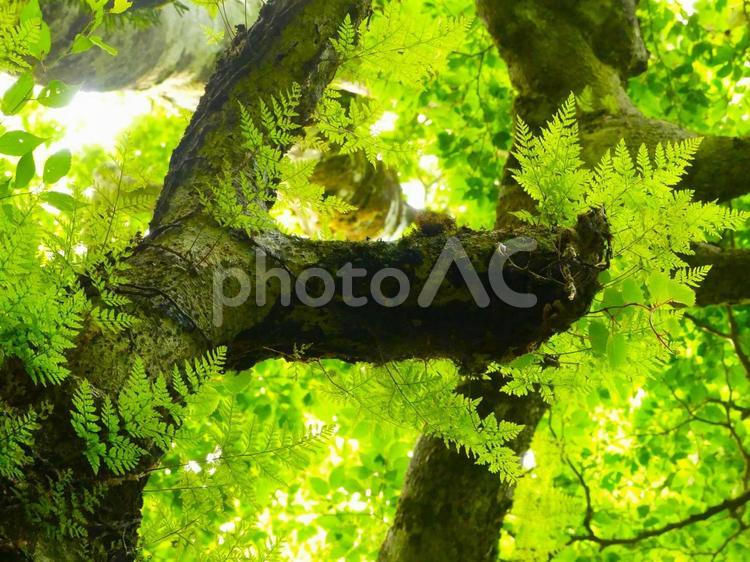 筑波山登山道の木に自生するシダの新緑 筑波山,登山道,癒しの写真素材