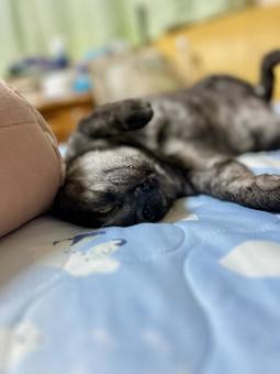 とろけそうな寝相のヴェルちゃん とろけそうな寝相のヴェルちゃんの写真