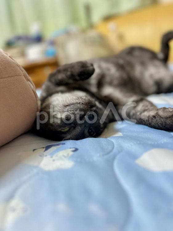 とろけそうな寝相のヴェルちゃん ねこ,かわいい,ペットの写真素材