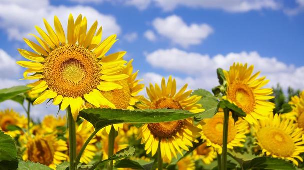 Sunflower - 150, JPG Sunflower - 150, JPG