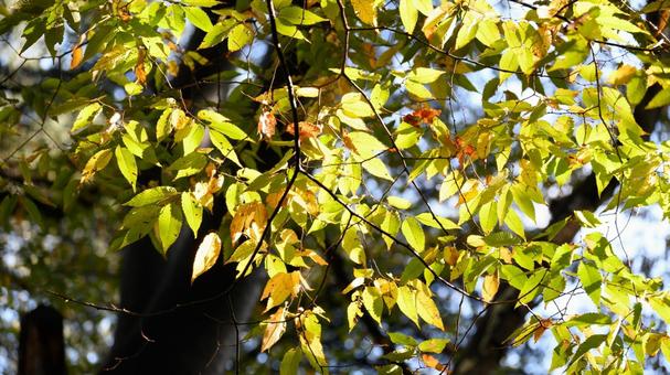 木漏れ日に揺れる葉 葉,黄,緑の写真素材