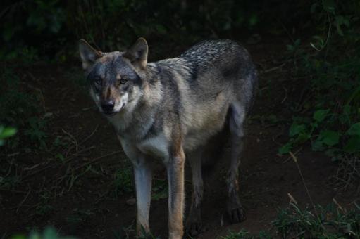 オオカミ タイリクオオカミ,哺乳類,肉食の写真素材