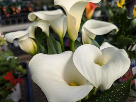 白い美しいカラーの写真