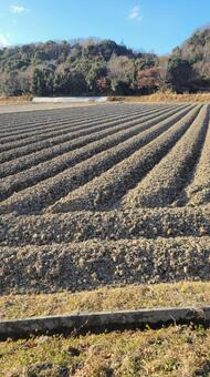 冬のたんぼ 202501 (1) 風景,景色,田んぼの写真素材