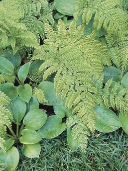 plants plantsの写真