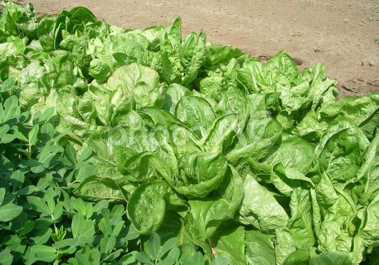 家庭菜園で育つイタリアのレタス レタス,ラトゥーガ,イタリア野菜の写真素材