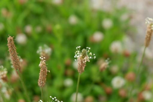 小さな花 小さな花の写真