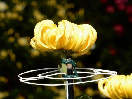 【花の写真】福山菊花展覧会の風景 キク,菊,菊花展の写真素材