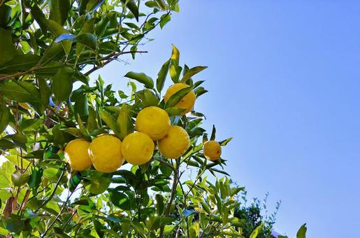 柚子と秋空 柚子,果実,果物の写真素材