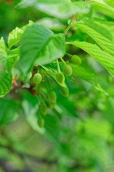 Photo, cherry, scarlet cold cherry, real, 