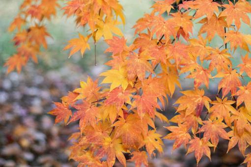 紅葉 紅葉,もみじ,秋の写真素材
