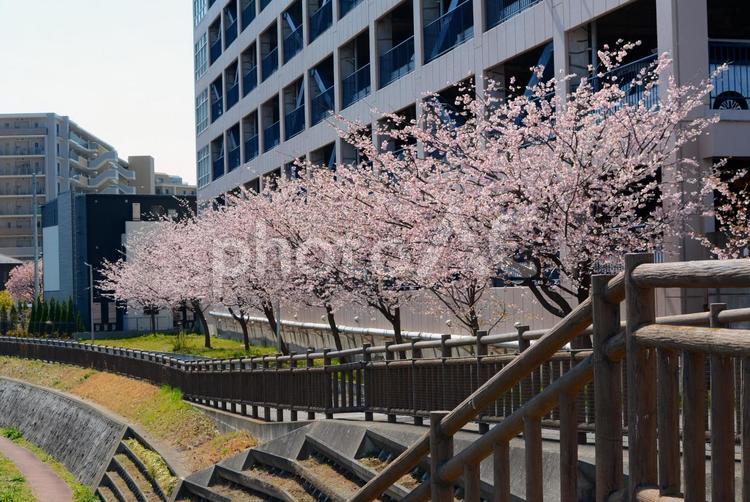 桜並木が続く風景 桜,春,サクラの写真素材