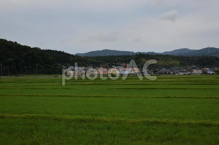 水田のある田舎の風景 田んぼ,田,緑の写真素材