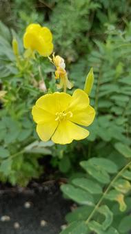 夏の日の夕方の月見草 夏の日の夕方の月見草 月見草,花,夏の写真素材