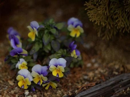 花壇 花壇の写真