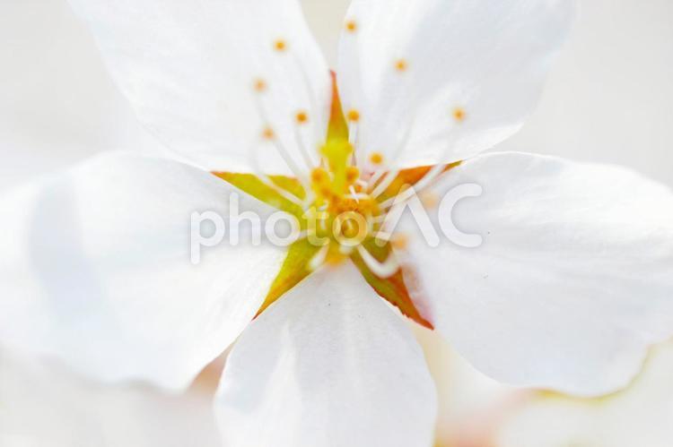 美しい淡紅白色の花びら 山田のしだれ桜 桜,春,満開の写真素材
