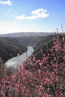 月ヶ瀬梅林　梅林　早春　奈良県 月ヶ瀬梅林,梅林,月ヶ瀬梅渓の写真素材