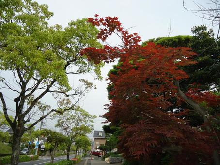 もみじ カエデ 紅葉 楓 もみじ カエデ 紅葉 楓の写真