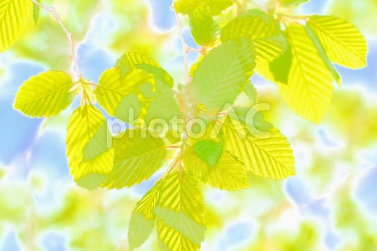 太陽の光が当たるグリーンの葉っぱ画像素材 葉,葉っぱ,美容の写真素材