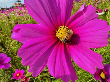 コスモス　コスモスパーク コスモス,秋桜,あきざくらの写真素材