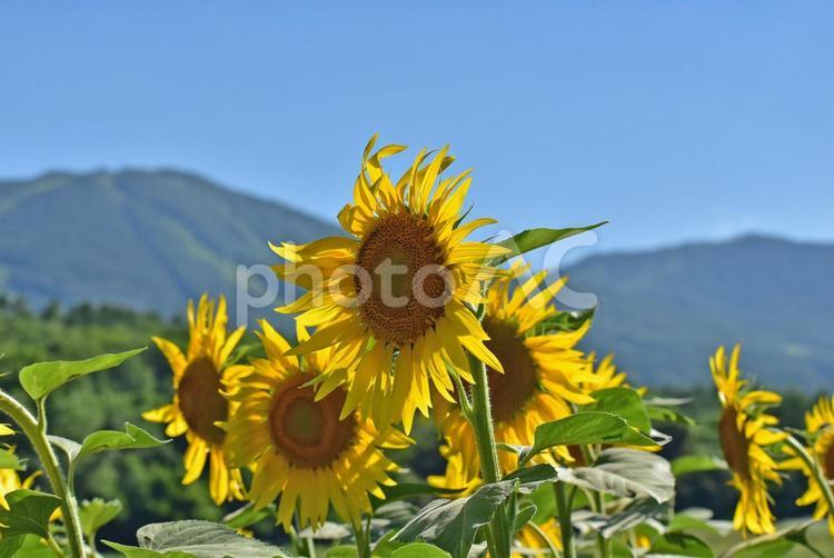 夏のヒマワリ　青い空　雄大な岩手山 岩手山,ひまわり,夏の写真素材