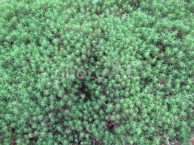 白駒の森のコケ コケ,苔,白駒の森の写真素材