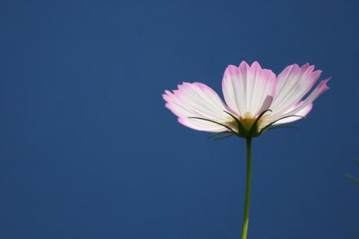 青空と1輪のコスモスの花を見上げた風景 青空,1輪,コスモスの写真素材