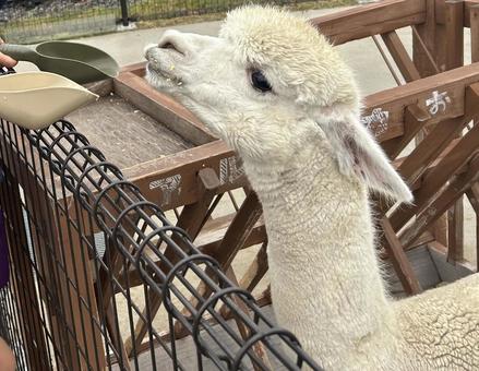 アルパカの餌やり体験 動物園 牧場 アルパカの餌やり体験 動物園 牧場 動物園,餌やり,体験の写真素材