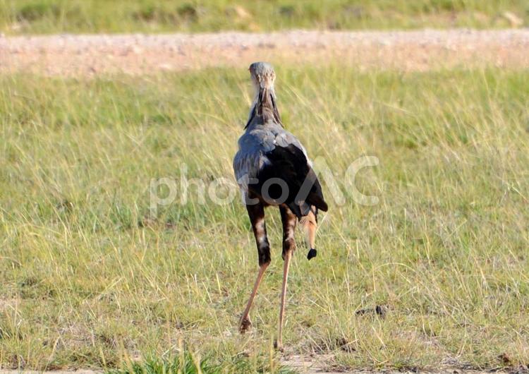 アフリカ　サファリ　鳥　野生　生き物 アフリカ,サファリ,サバンナの写真素材