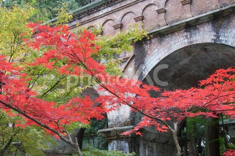 南禅寺　水路閣　レンガ造り　紅葉　錦秋 南禅寺,水路閣,琵琶湖疏水の写真素材