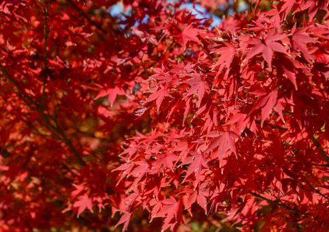秋イメージ〜鮮やかに色づくモミジ 秋イメージ〜鮮やかに色づくモミジの写真