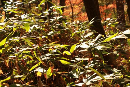 山の草木 山の草木の写真