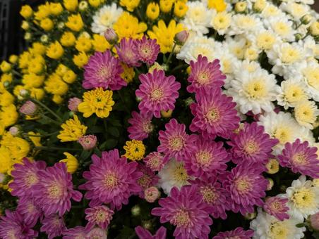 菊の花 菊の花 菊,花,flowerの写真素材