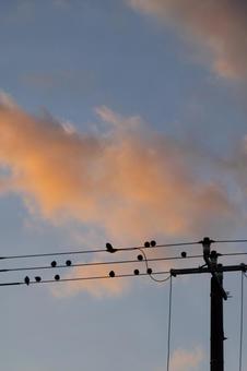 早朝のスズメたちの写真