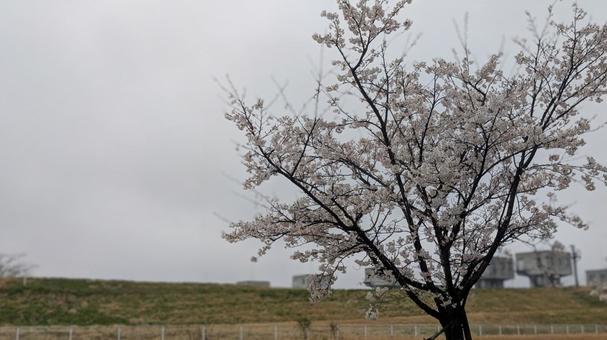春の桜と土手の写真