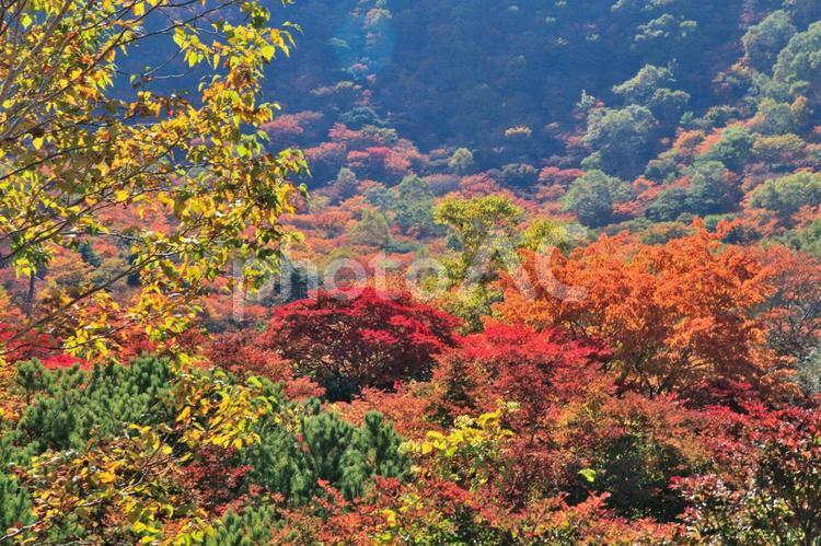 紅葉の茶臼岳（栃木那須） 紅葉,秋,山の写真素材